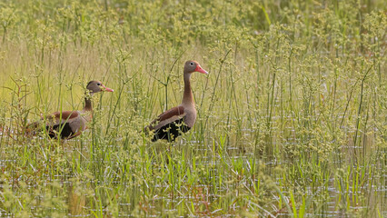 Black bellied Whistling Duck Animal