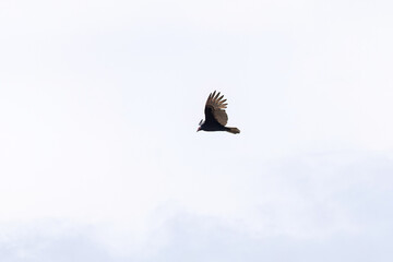 Turkey Vulture Bird