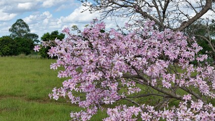 Silk Floss Tree