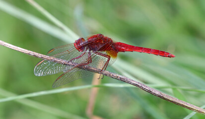 Feuerlibelle - Scarlet Darter