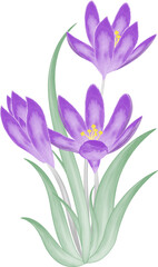 Watercolor illustration of flowers