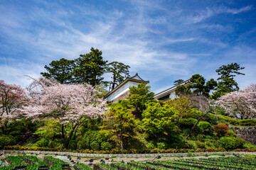 桜が満開の小田原城の風景