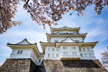 桜が満開の小田原城の風景