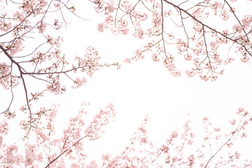 満開の桜　ソメイヨシノ　背景素材