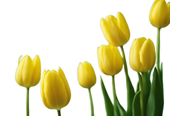 Yellow tulips design. 