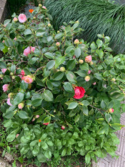 Boccioli di peonia con fiore nel giardino. Concetto di giardinaggio primavera estate.
