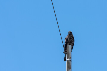 電柱に止まるトンビ