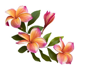 red flowers frangipani colorful local flora arrangement flat lay postcard style 