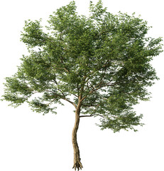 Tree, Summer Tree, Green Tree, Tree in Transparent Background, PNG, Cutout, Overlays