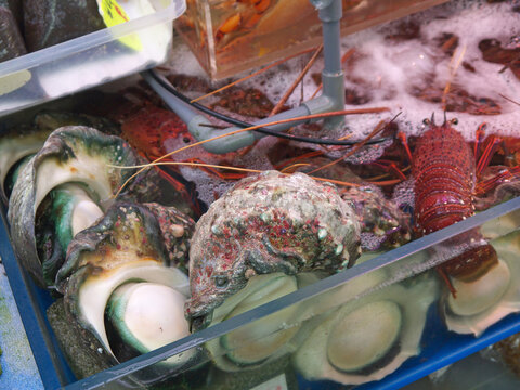 Fresh sazae Green turban shell giant live mollusks and big lobsters in fish tank with water for sale on Makishi fish market, Naha, Okinawa 