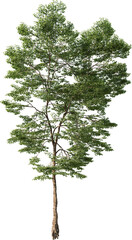 Tree, Summer Tree, Green Tree, Tree in Transparent Background, PNG, Cutout, Overlays