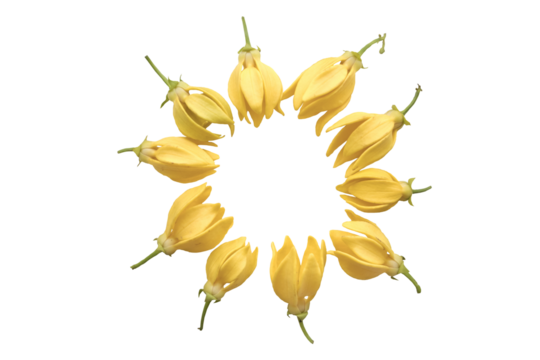 yellow flowers ylang ylang local flora arrangement flat lay postcard circle style 