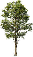 Tree, Summer Tree, Green Tree, Tree in Transparent Background, PNG, Cutout, Overlays