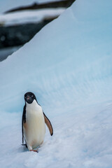 Close-up of an Adelie Penguin - Pygoscelis adeliae- standing on an iceberg, near the fish islands, on the Antarctic Peninsula