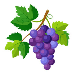 Fototapeta premium grapes fruit vector (2)