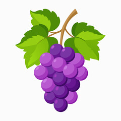 grapes fruit vector (5)