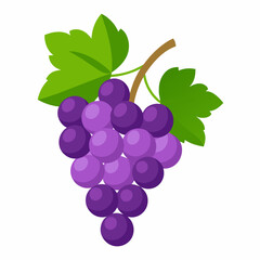 grapes fruit vector (4)