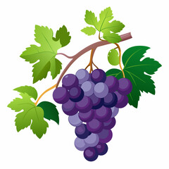 grapes fruit vector (1)