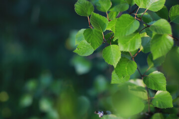 Lively closeup of spring leaves with vibrant backlight from the setting sun