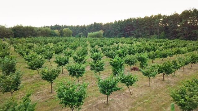 Aerial drone view. Hazelnut trees rows agriculture cultivation garden. Growing raw ripe hazel nuts fruit hanging on countryside field. Harvest autumn farm. Healthy natural food, eco-friendly products