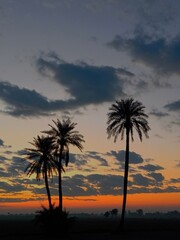palm trees at sunset