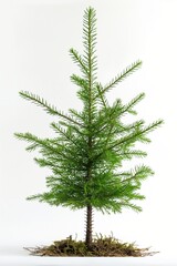 a festive Christmas tree with evergreen branches is ready for holiday decorations isolated on white background.