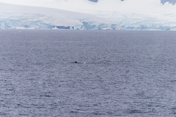 A tranquil Antarctic landscape, near the fish islands and prospect point, with a diving humpback whale -Megaptera novaeangliae -in the foreground.