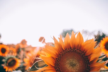 Sunflowers, tall and bright, turn their faces towards the sun, symbolizing optimism and resilience....