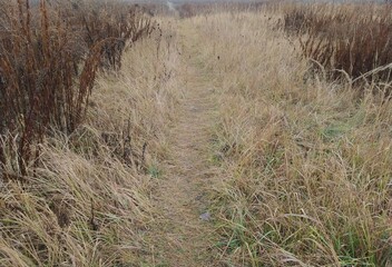 Dried and yellowed grass on an autumn field and a path