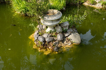 A pond with turtles in the park. Lazy people are resting on a stone with a vase. Small turtles swim in an ornamental pond. Beautiful kind natural background. The concept of rest, weekend walks - 793627100