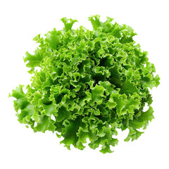 Fototapeta premium Green curly Lettuce leaves for Healthy salad on transparent background, png 