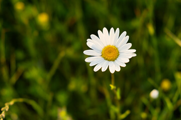 Bright rays of the sun illuminate the field with daisies. Evening warm sunset light. Landscape of a...