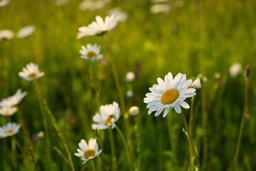 A daisy with raindrops in the golden sunset light. Beautiful atmospheric warm floral background. Spring sunset in a field with daisies. Close-up of a flower on a blurry background. Summer concept - 793628925