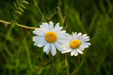 Two white daisies are embracing on a green blurred background. Meadow flowers in soft focus. A symbol of love and loyalty. Delicate floral background. Beautiful wild flowers. Summer romance. - 793628982