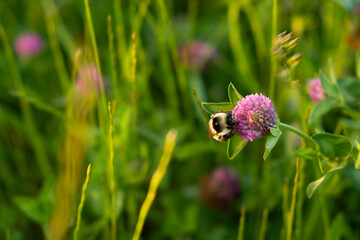 Bumblebee clover close-up. Summer natural background. A small bumblebee pollinates wildflowers. A beautiful moment in the wild. The concept of work, ability to work. Summer time. Soft sunset light - 793628985