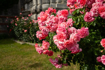 Pink roses garden. Beautiful soft pink flowers grow in the park. Warm sunlight. The concept of summer time, flowering and fragrance. Growing flowers in an ornamental garden, plot. Summer background - 793628994