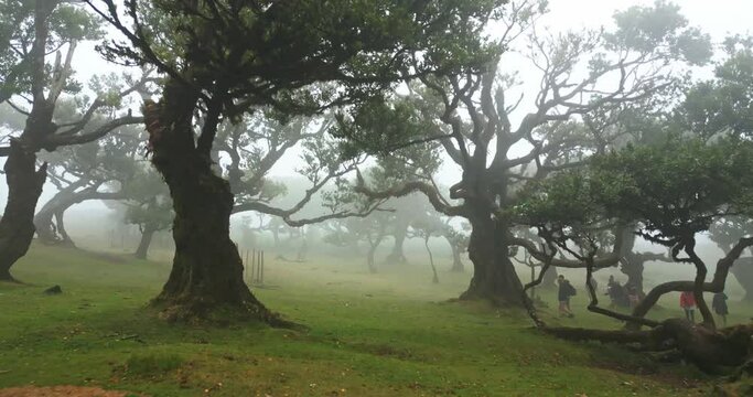 Madeira - Fanal Forest with a Drone