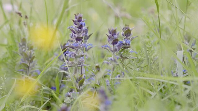 Close-up of (Ajuga reptans) purple flowers