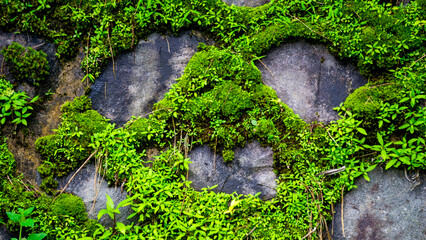Green moss sticks to the stone walls to form certain patterns