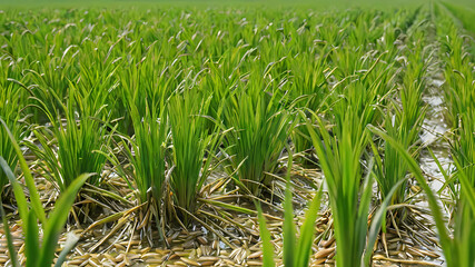 Heavy rain in the ricefield, night, no cars, unreal engine render, 8k