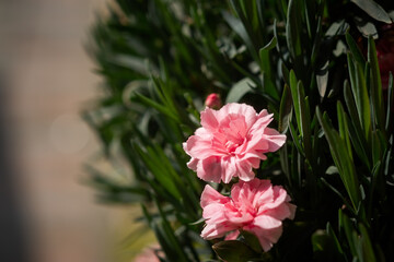Carnation Dianthus caryophyllus close-up. A beautiful pale pink flower bloomed in the garden. Growing caring for plants. Landscaping of parks, squares, decorative flowers on flower beds in the garden. - 793631940