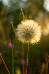 Dandelion close-up sunset. Vertical natural background. A beautiful large fluffy flower in the rays of the sun. Soft focus blurred background. The concept of summer time village holidays. Macro flower - 793631976