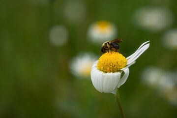 Chamomile bee macro photography. Soft selective focus, blurred background. A bee collects nectar...