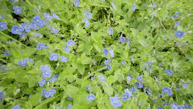 slow travelling movement  over small blue Veronica chamaedrys flowers in a meadow