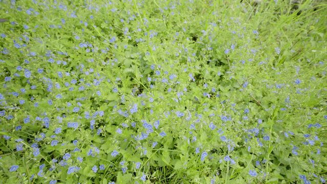 Small blue Veronica chamaedrys flowers in a meadow, slow travelling movement