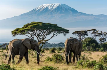 Verdunkelungsvorhänge Kilimandscharo Two elephants walk through the savannah with Mount Kilimanjaro in the background, creating an amazing view of these majestic animals against the backdrop of the iconic mountain