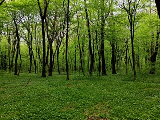 Obraz premium A beautiful spring green forest in the spring is dotted with anemone flowers all over the square. Beautiful forest landscape with green plants and even tall trees.