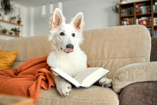 A six-month-old white Swiss shepherd puppy lies on the living room couch covered with a knitted blanket. Animals are like people
