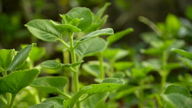A closeup footage of Mexican mint (Coleus amboinicus) plants growing in the garden in daylight, Herb Ajwain close up view