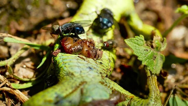 Flies and ants are seen scavenging on a dead lizard, showcasing nature's efficient recycling process. The flies are attracted to the decaying flesh, while the ants remove smaller fragments